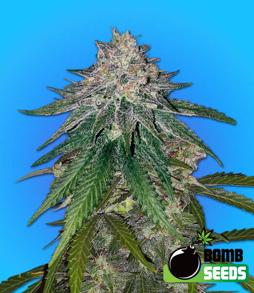 Z Gum Bomb (F)