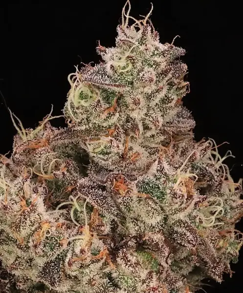 Gopher Glue FAST (F)