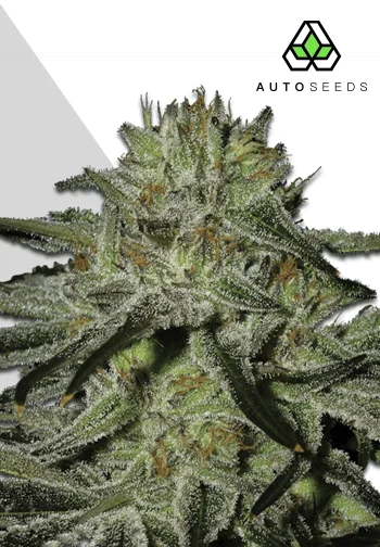 Kush Doctor Auto