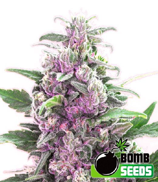THC Bomb (F)
