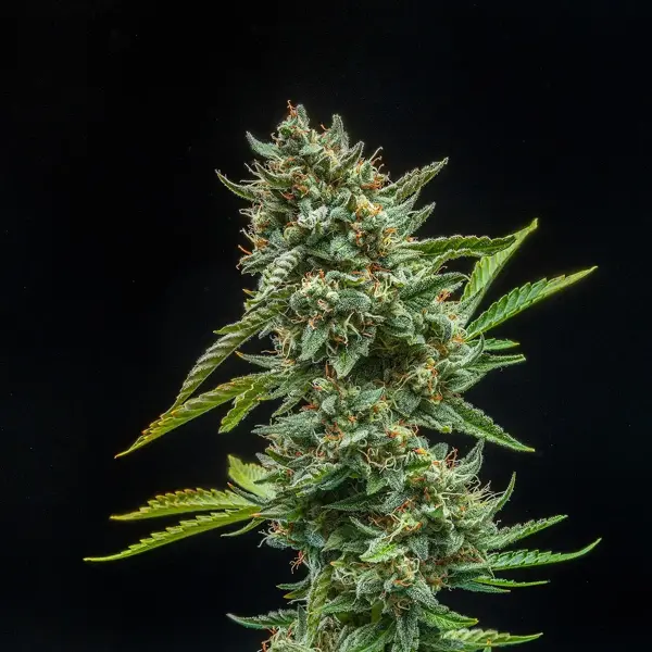 TriCross Auto