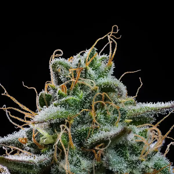 Fog Dog Auto