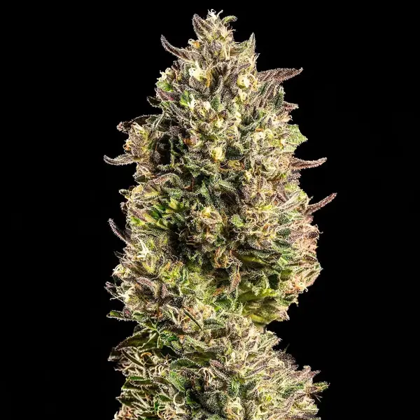Wedding Cake Auto