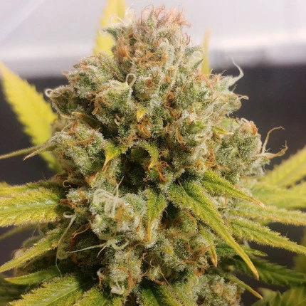 Lemon Z (F)