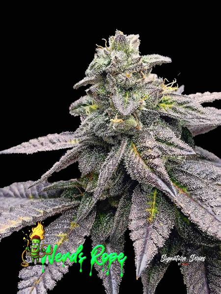 Nerds Rope S1 (F)