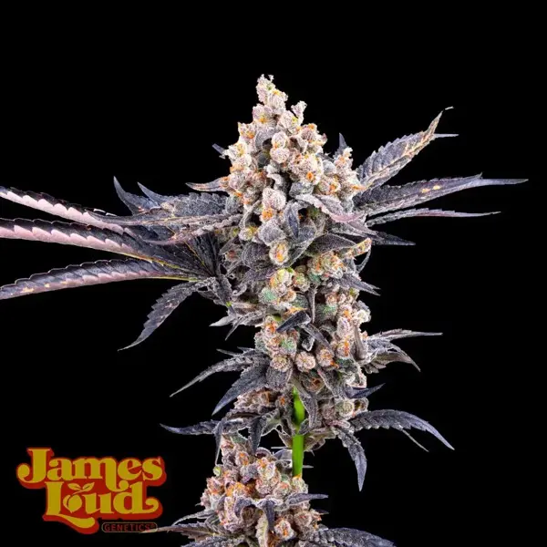 Anvil Gelato Auto