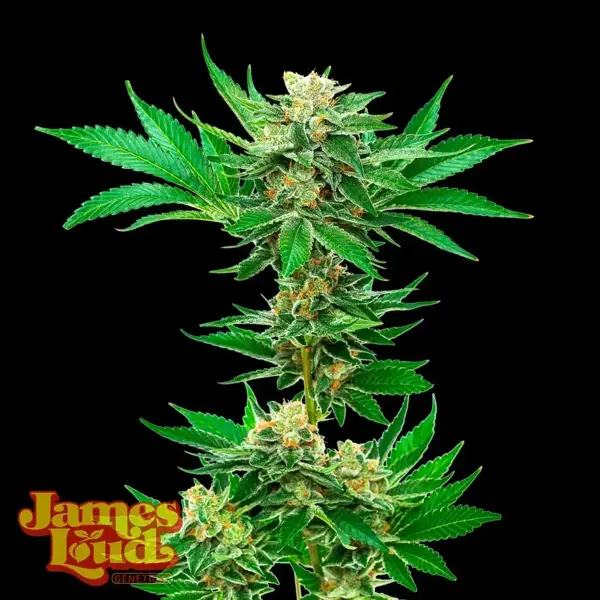 Gelato Haze Auto