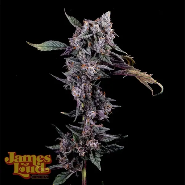 Mystic Mountain Blueberry (F)
