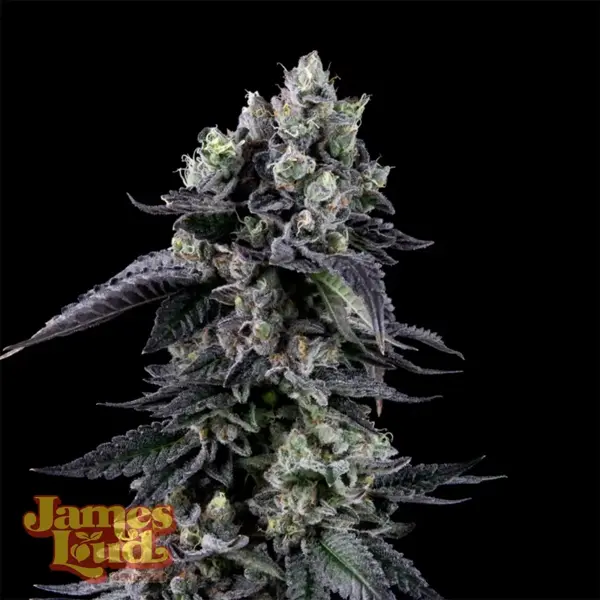 Zour Diesel (F)