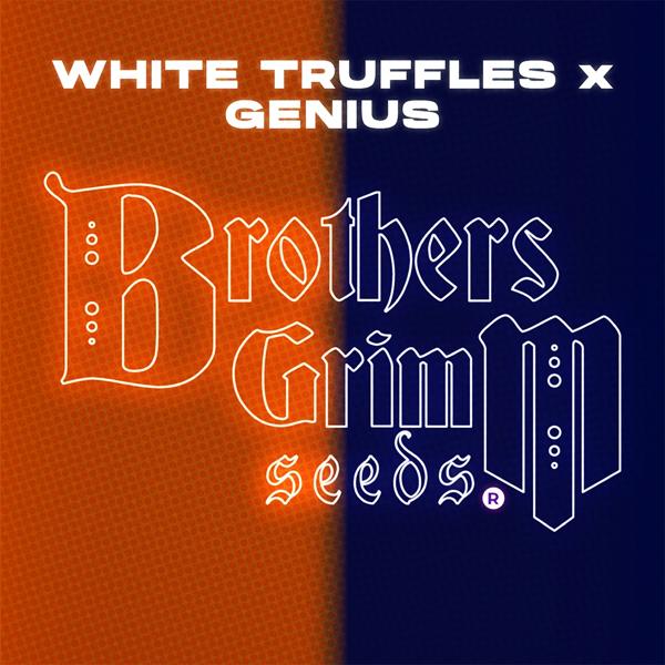 White Truffles x Genius [TESTER] (F)