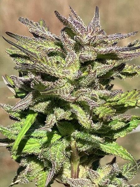 Lamb’s Breath Seeds – Irie Select (R)