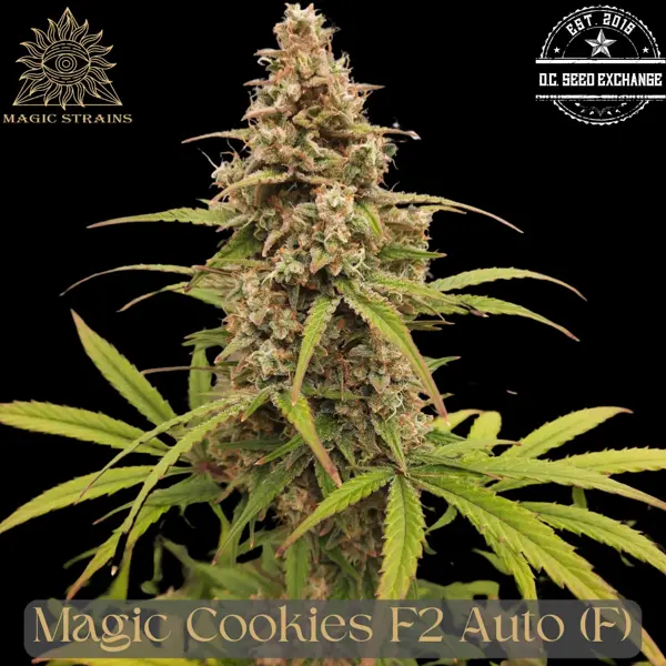 Magic Cookies F2 Auto [LIMITED]