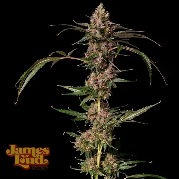 Banana Punch Gelato Auto