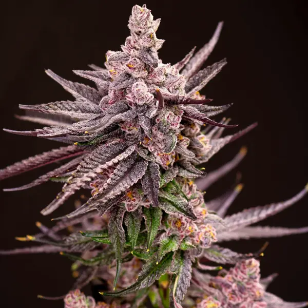 Depth Charge (F)