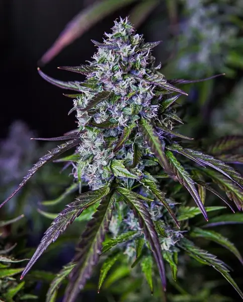 3 Wok OG Auto