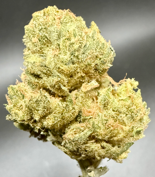 Northern Cheese (R)