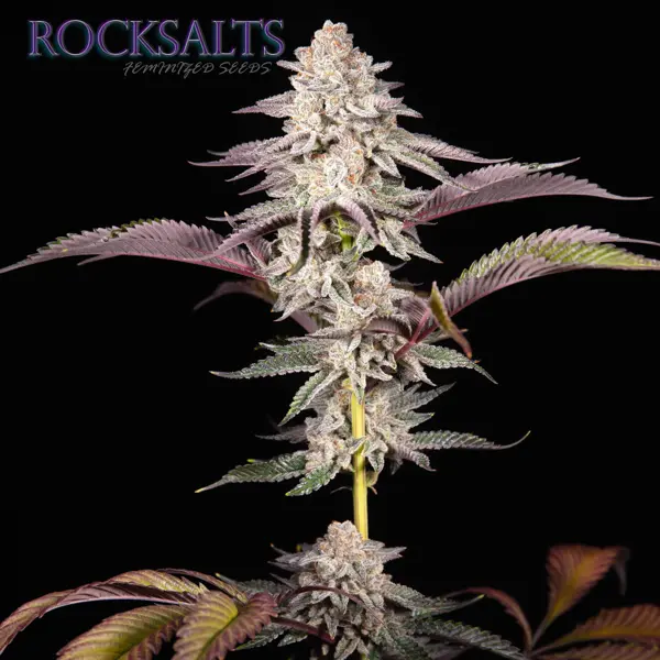 Rocksalts F1 (F)