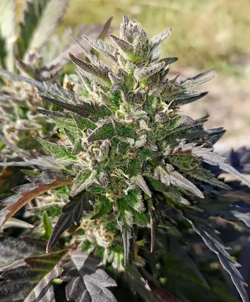 Creme Bubbly Auto