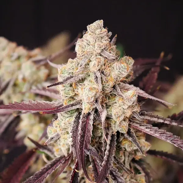 Straw-lectric Lemonade (F)