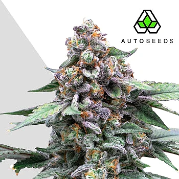 Runtz Auto