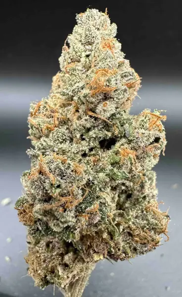 Alpha Skunk #21 R2 (F)