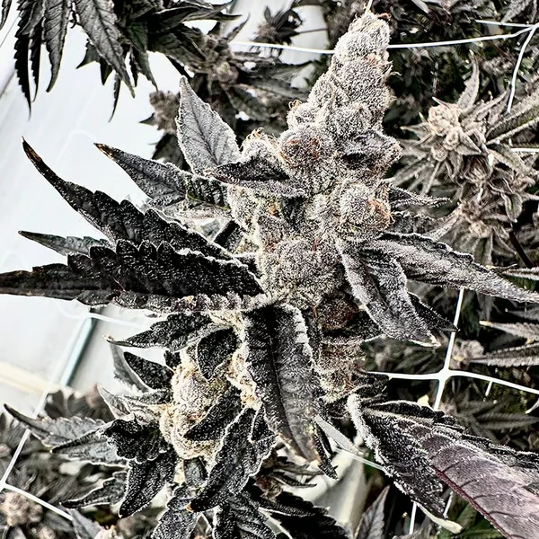 Gooch Goblin (F) [DRIPPIN’ AIN’T EAZY]