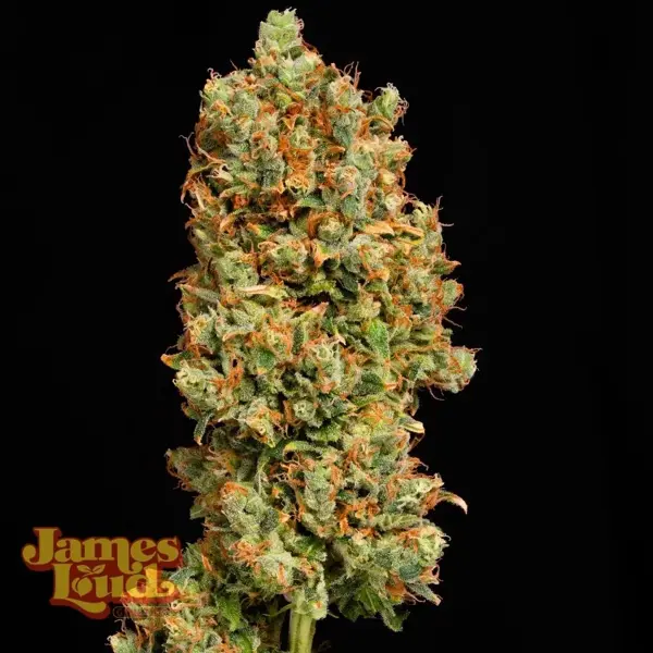 Gorilla Z OG Auto