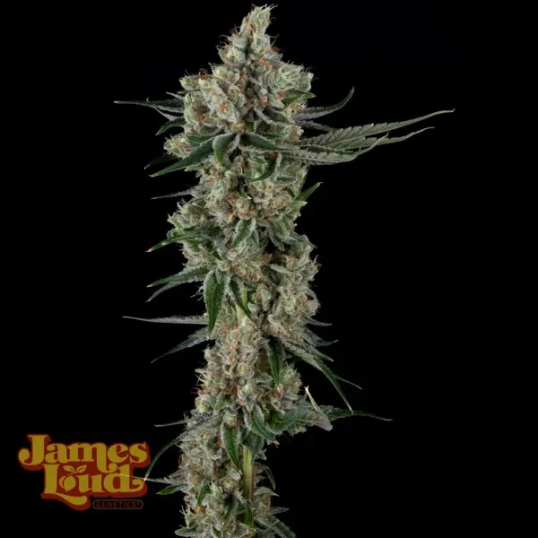 Loud Dream Candy (F)