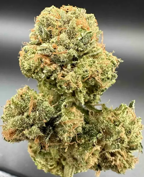 Northern Skunk (F)