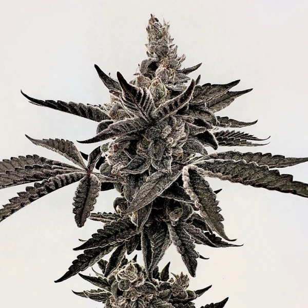Heavy Hustle (F) [DRIPPIN’ AIN’T EAZY]