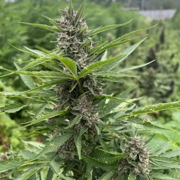 Etrog Auto (R)