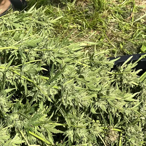 Lemon Telescope Auto (F)