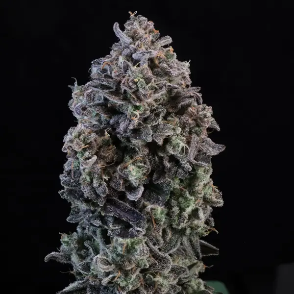 Mendo Breath Auto [SPRING 2025 DROP]