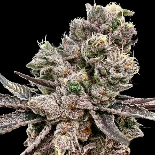 Platinum Green Apple Candy (F) [SPRING 2025 DROP]
