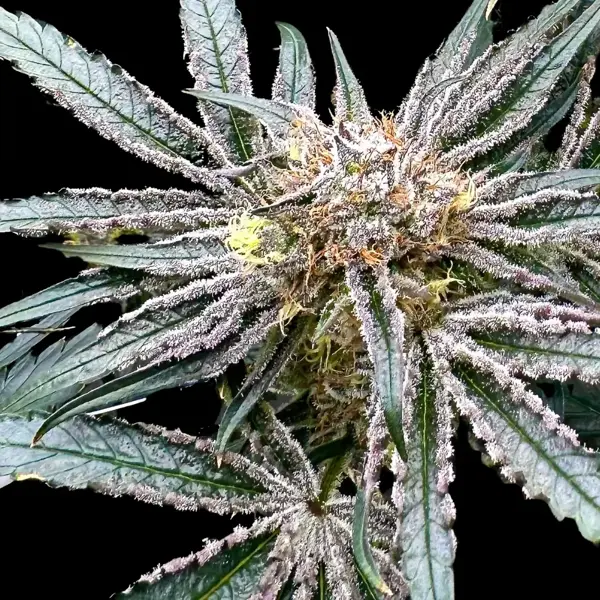 Platinum Zoap (F) [SPRING 2025 DROP]