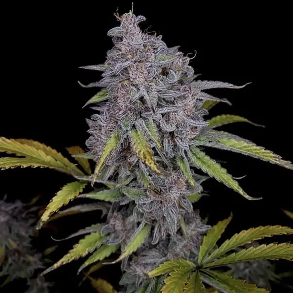 Purple Strawberry Popsicle Auto [LIMITED EDITION]