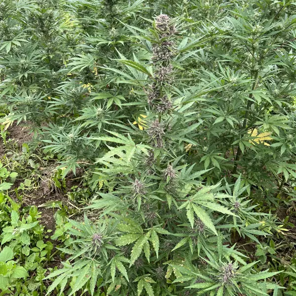 Raspberry Parfait Auto (R)