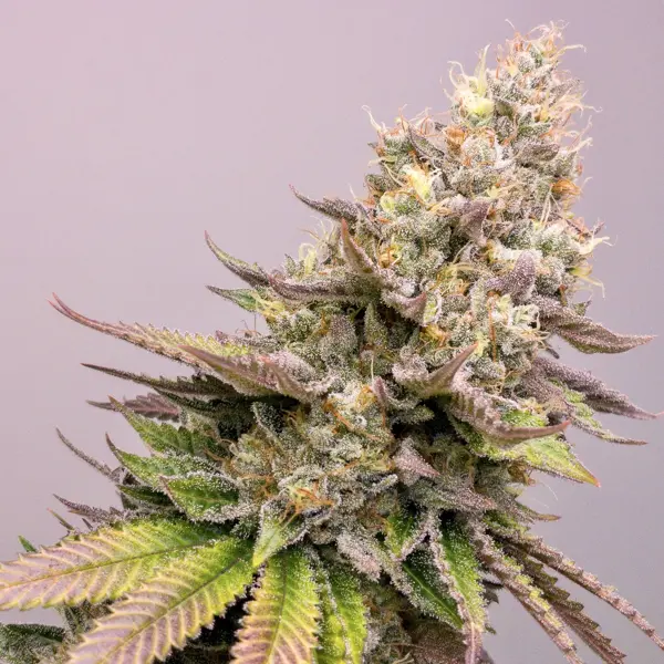 Pac Black (F)