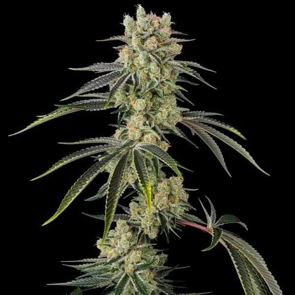 Sugar D (F) [LIMITED EXCLUSIVE]
