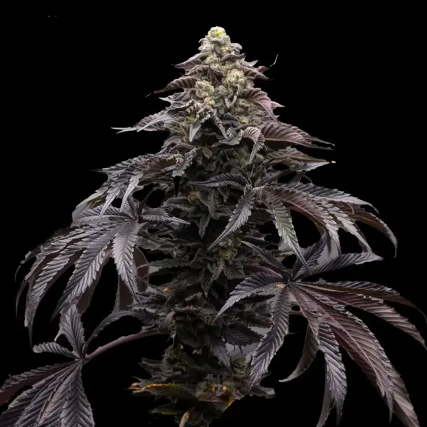 Blueberry Fizz (F)