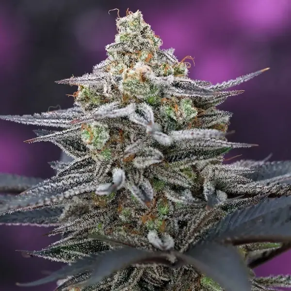 Cherrygasm F2 (R)