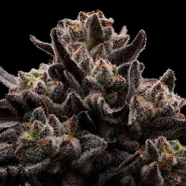 Chupacabra (F)