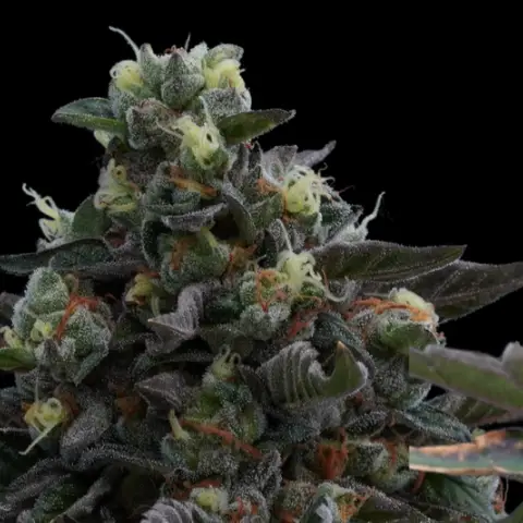 Darkside Cheese (F)