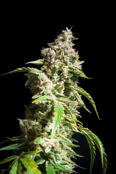 ET Munchies Auto