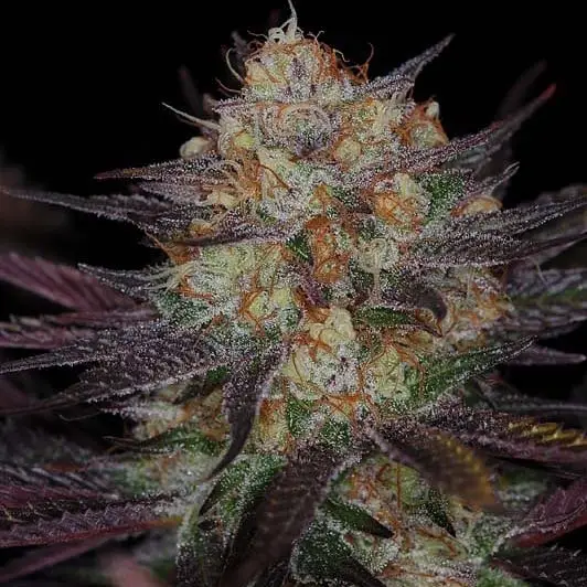 Querkle BX (R)