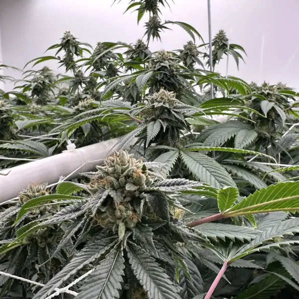 Subcool OG (R)