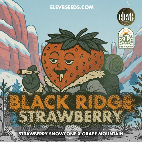 Black Ridge Strawberry (F)