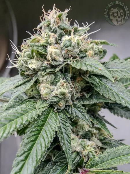 Sour Diesel BC1 (R)