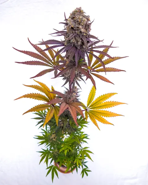 Sunset Cream Haze F2 (R)