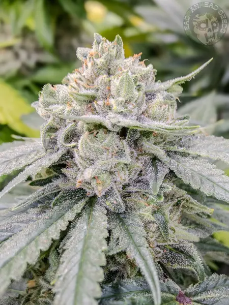 UK Cheese BC1 (R)